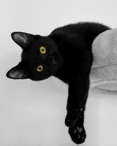 黒猫（その他の猫ちゃんでもオーケー！）の恋の願いが叶う待ち受け画像