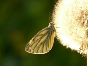 タンポポの綿毛が特に効果的！復縁、恋愛運アップなどです。