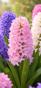 ピンク・紫・白のヒヤシンスの待ち受け