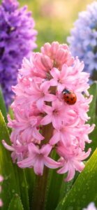 てんとう虫がとまったヒヤシンスの待ち受け