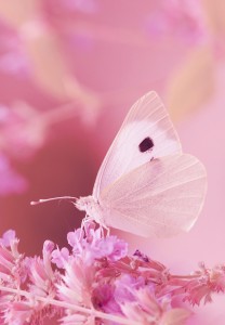 ピンクの蝶の待ち受け画像