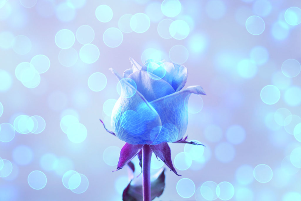人気ダウンロード 美しい花 おしゃれ 青い 薔薇 壁紙