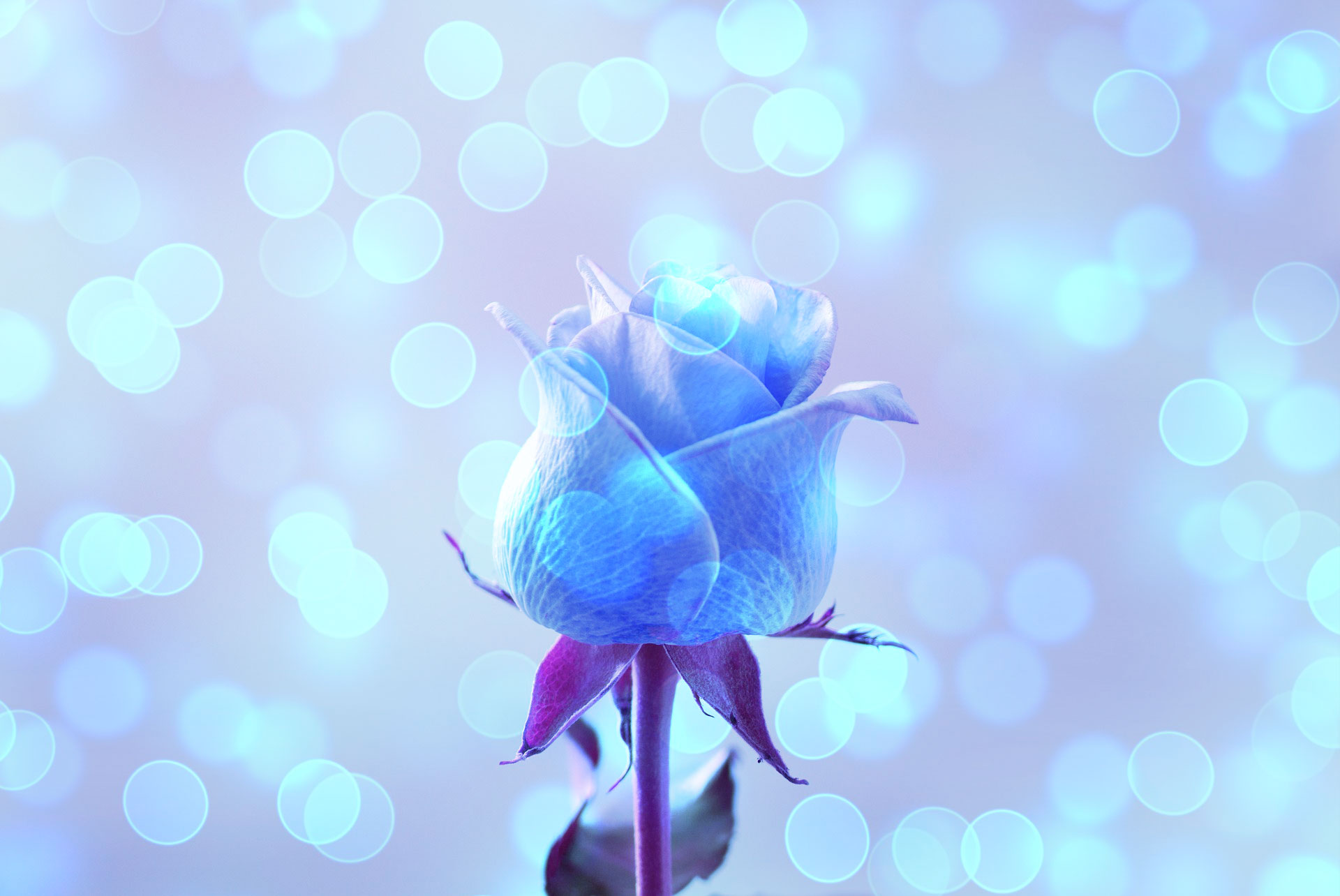 すべての美しい花の画像 エレガント青い 薔薇 壁紙 Iphone