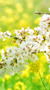 桜と菜の花の運気が良くなる連絡が来る待ち受け、壁紙、無料