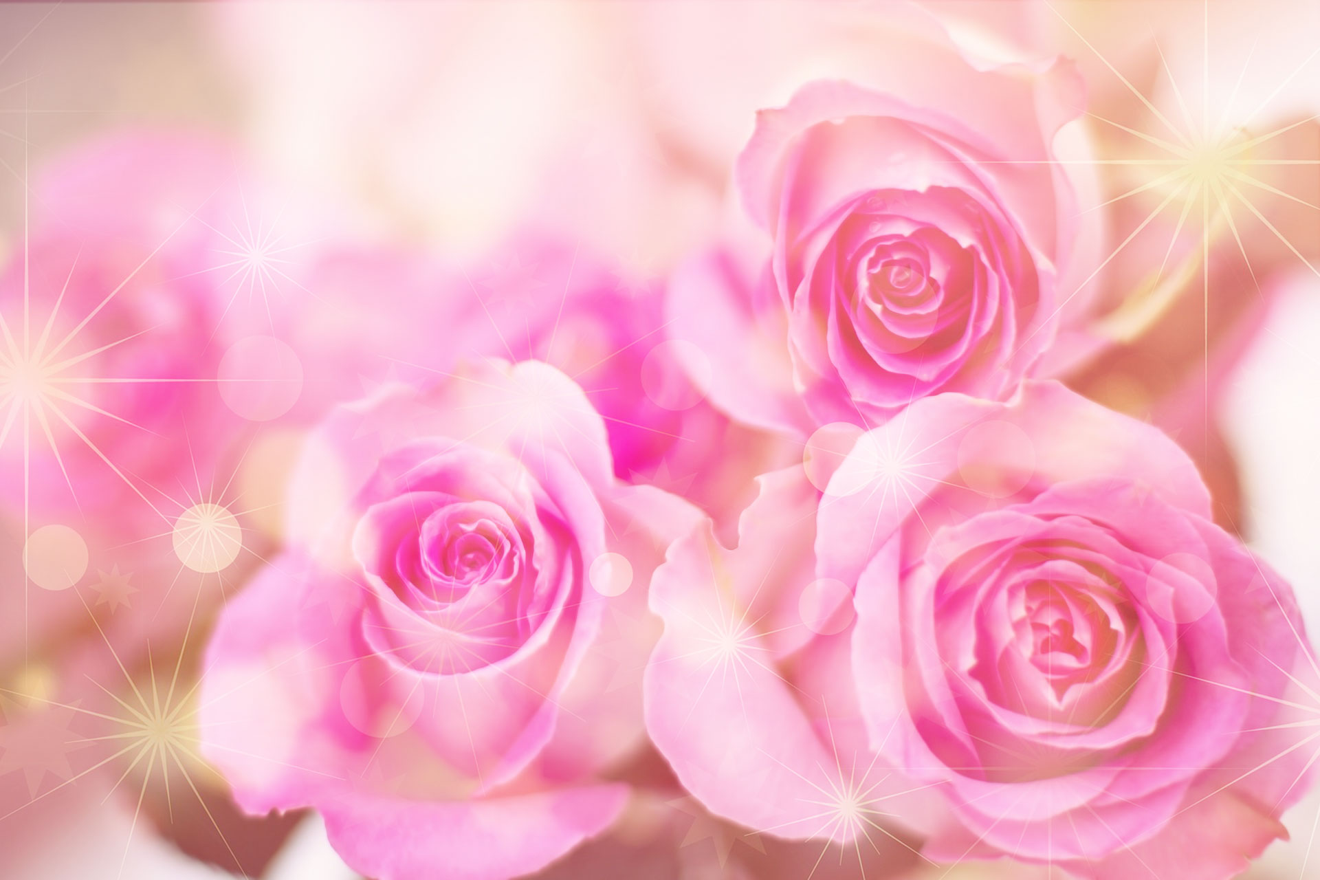 すべての花の画像 最新のhdピンク の 薔薇 待ち受け 効果