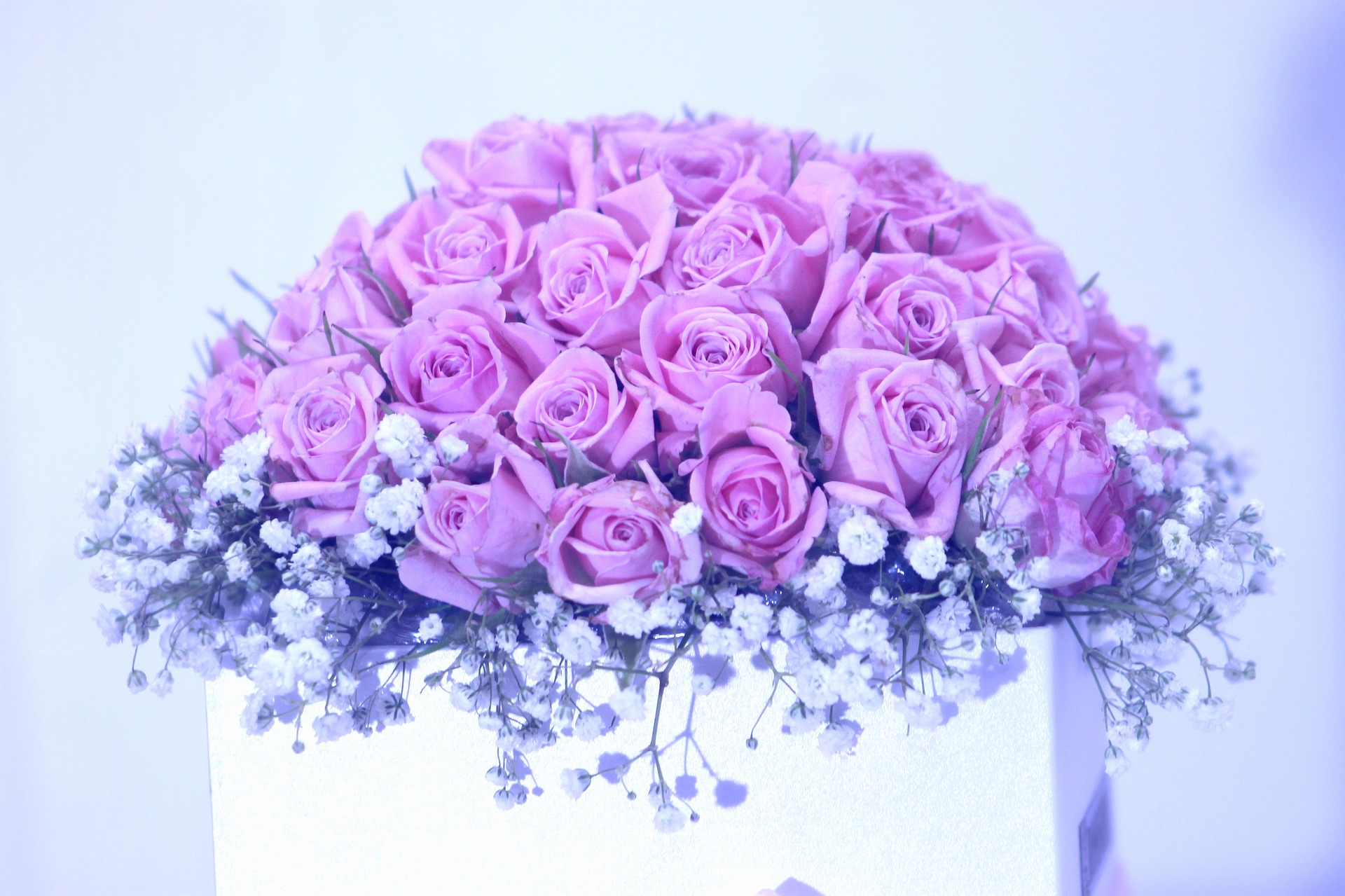 すべての花の画像 無料印刷可能iphone ピンク の ガーベラ 待ち受け