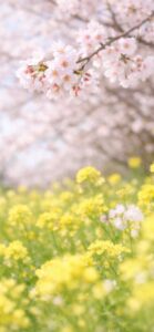 桜と菜の花の連絡運が上がる待ち受け