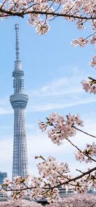 スカイツリーと桜の運気が上がる待ち受け