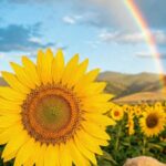 虹とひまわりのプロポーズされる待ち受け