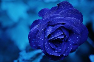 不倫・略奪愛…不可能な恋を可能にする青いバラの待ち受け２