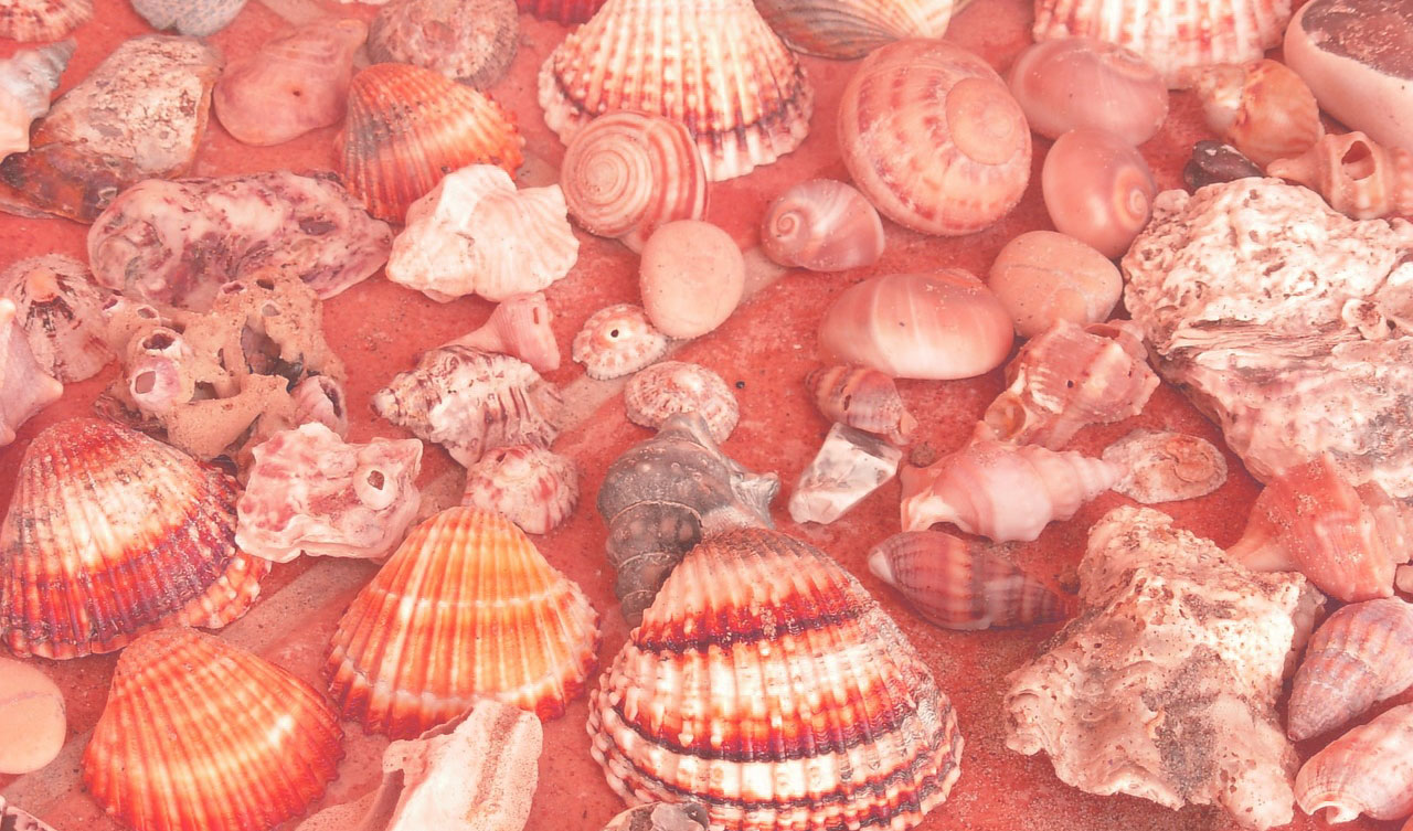 50 素晴らしいピンク の 貝殻 最高の花の画像
