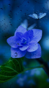 青い花とユリシスの待ち受け画像