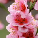 桃の花の恋愛運が上がる待ち受け壁紙