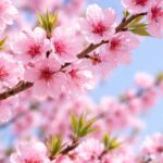 桃の花の恋愛運が上がる待ち受け壁紙