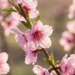 桃の花の恋愛運が上がる待ち受け壁紙