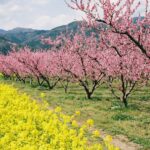 桃のお花の結婚運、恋愛運が上がる待受画像