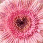 ピンクのハートのガーベラのおまじない復縁画像