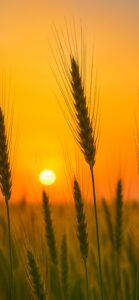 運気が上がる麦と太陽の待ち受け