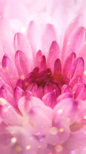 花言葉は恋の勝利、紫の菊の待ち受け、背景画像