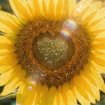 ハートのひまわり待ち受け画像・ラインの背景