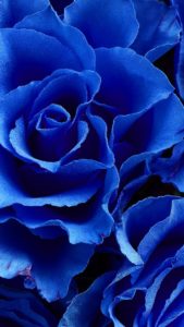 不倫・略奪愛…不可能な恋を可能にする青いバラの待ち受け