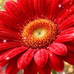赤のガーベラの復縁画像