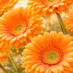 赤のガーベラの復縁画像