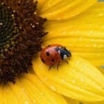 てんとう虫 待ち受け 恋愛｜ひまわりとてんとう虫のプロポーズ・告白が叶う開運画像