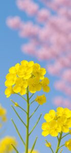 好きな人からの連絡を引き寄せる、運気を上げる菜の花の待受、壁紙、無料
