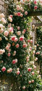 ピンクの薔薇の待ち受け効果
