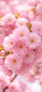 【ピンクの待ち受け】ピンクのお花で連絡が来る、恋の願いが叶う背景画像