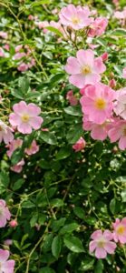 ピンクの薔薇の待ち受け効果