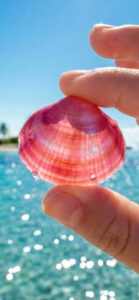 辛い片思いに…恋愛運アップ、出会い運アップにピンクの貝殻の待ち受け、ラインの背景画像