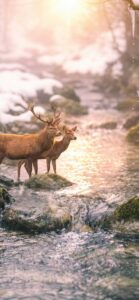 【2026年開運強運最強運気が上がる待ち受け画像】「清流・水辺」で一白水星の浄化と金運を