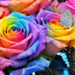 復縁や不倫が叶うレインボーバタフライとレインボーローズの待ち受け