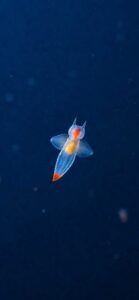 クリオネの待ち受けで不運を断ち切る【口コミあり】
