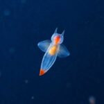 クリオネの待ち受けで不運を断ち切る【口コミあり】 