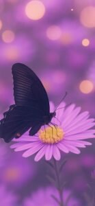 彼が離婚する待ち受け、エゾギク