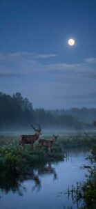 満月と鹿の待ち受け、壁紙
