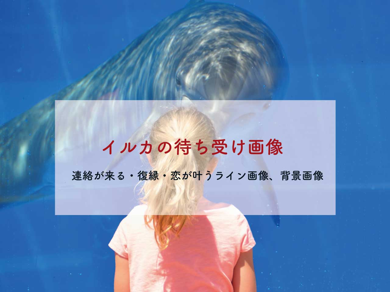 超強力 イルカの待ち受け画像 ラインの背景画像 恋愛 連絡 復縁 結婚 恋のおまじない 願いが叶うおまじない 魔術 占い 潜在意識