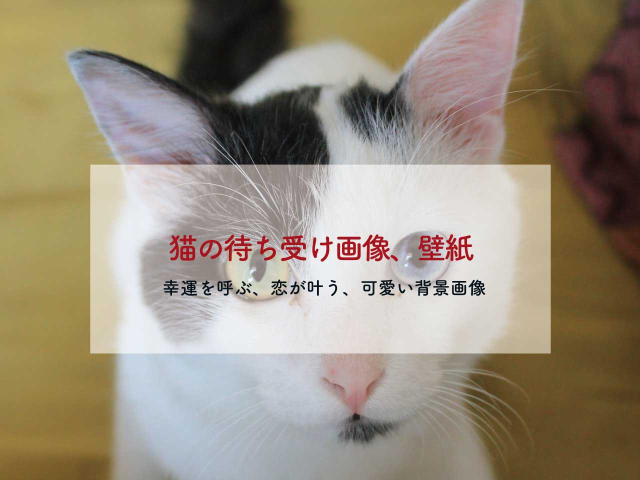 幸運を呼ぶ、恋が叶う猫の待ち受け