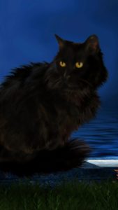 黒猫が恋を運ぶ、ハロウィンの背景画像