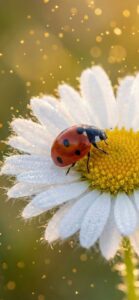 てんとう虫とマーガレットの恋愛運アップの待ち受け