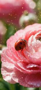 てんとう虫の幸運を引き寄せる待ち受け画像ラインの背景