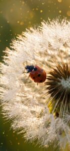 てんとう虫と願いを叶えるたんぽぽの綿毛の待ち受け