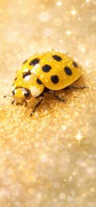 【金運特化】黄金の輝きとキイロテントウの待ち受け画像（金運アップ・くじ運・豊かさ）