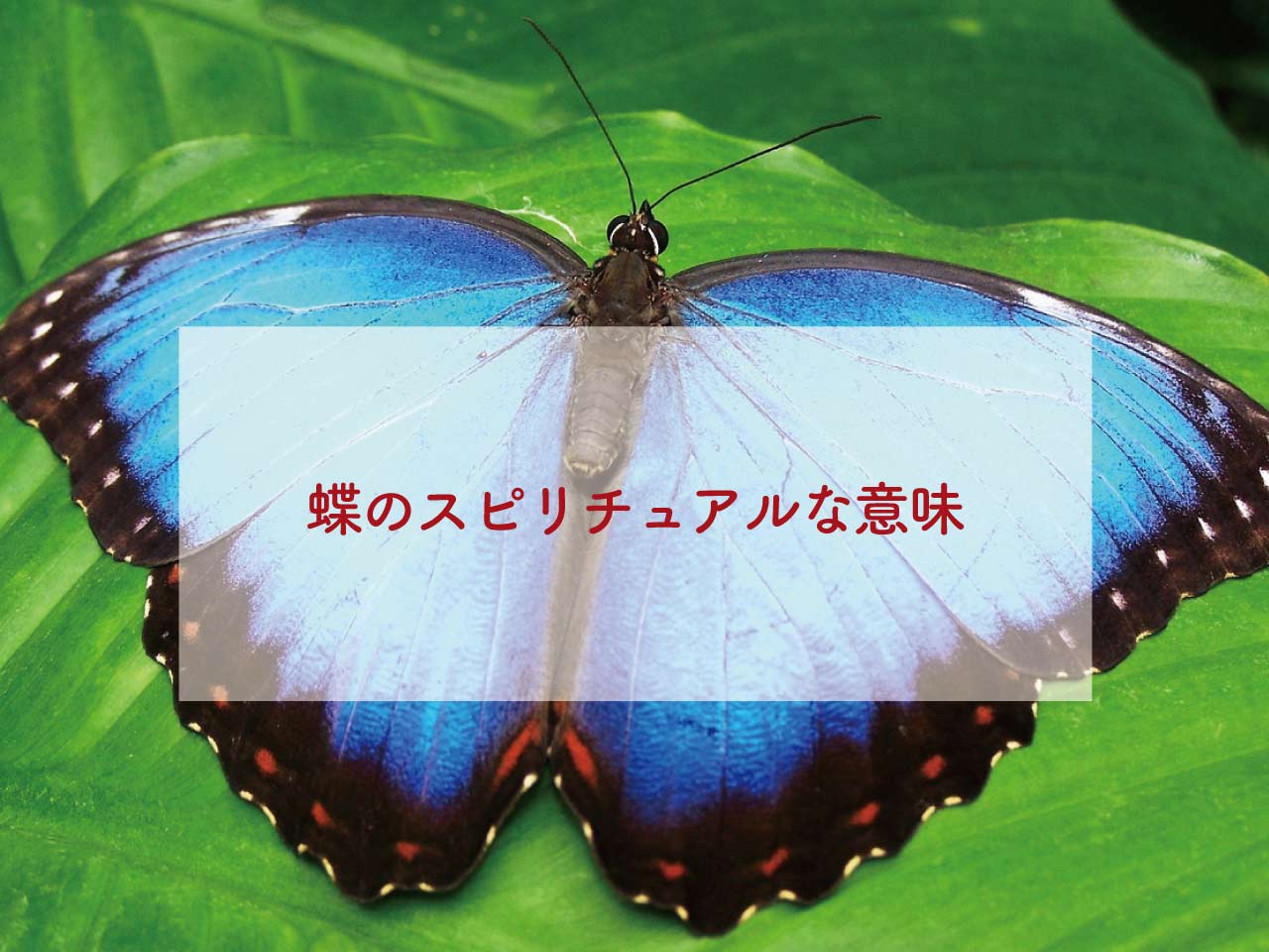 蝶のスピリチュアルな意味