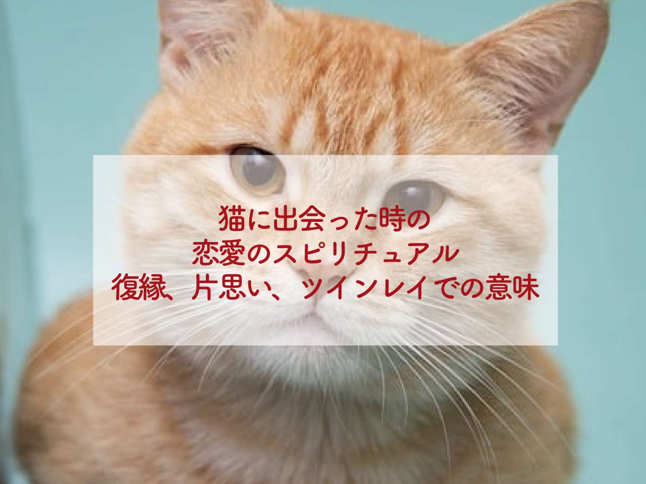 猫に出会った時の恋愛のスピリチュアル、復縁、片思い、ツインレイでの意味は？