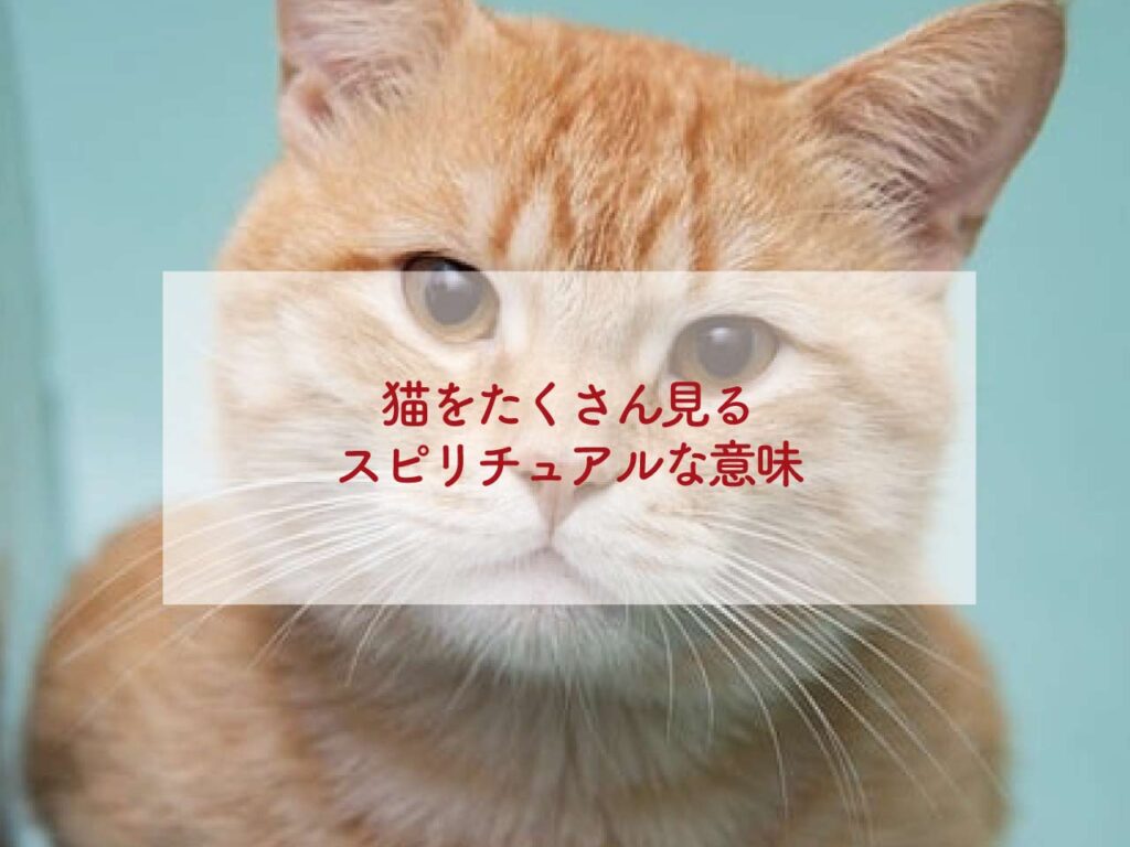 猫をたくさん見るスピリチュアルな意味