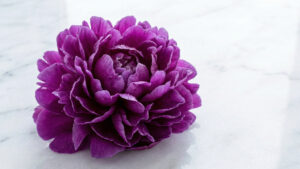 紫の牡丹（ステータス・出世運・気品）
